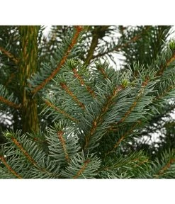 Serbische Fichte, Ca. 100-125 Cm, Im Topf Gewachsen -Outdoor Living Verkauf 8997231 WE DE 001 PiceaOmorikaSerbischeFichteCo100 125DehnerExpressHerzig