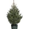 Serbische Fichte, Ca. 100-125 Cm, Im Topf Gewachsen 1 Serbische Fichte, Ca. 100-125 Cm, Im Topf Gewachsen -Outdoor Living Verkauf 8997231 WE FS 001 PiceaOmorikaSerbischeFichteCo100 125DehnerExpressHerzig