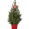 Weihnachtsbaum - Zwerg-Fichte 'Little Santa®' -Outdoor Living Verkauf 8997280 PR FS 005 PiceaLittleSanta5L