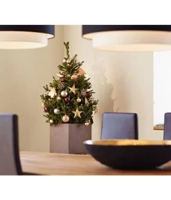 Weihnachtsbaum - Zwerg-Fichte 'Little Santa®' -Outdoor Living Verkauf 8997280 PR MO 002 PiceaLittleSanta5L