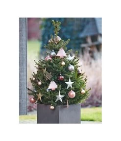 Weihnachtsbaum - Zwerg-Fichte 'Little Santa®' -Outdoor Living Verkauf 8997280 PR MO 005 PiceaLittleSanta5L