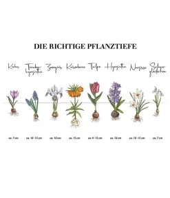 Dehner Blumenzwiebel 5 Monate Blütenpracht, 200 Stk. -Outdoor Living Verkauf Infografik Blumenzwiebel