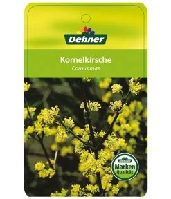 Kornelkirsche - Cornus Mas -Outdoor Living Verkauf KornelkirscheCornusmas Etikett 1