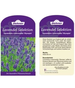 Lavendel 'Olympia' -Outdoor Living Verkauf LavendelOlympia