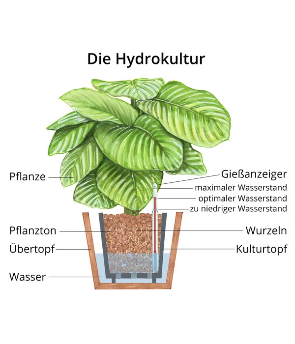 Pfeilblatt - Alocasia 'Wentii', Hydrokultur 4 Pfeilblatt - Alocasia 'Wentii', Hydrokultur – Bild 2
