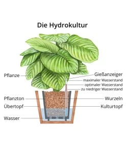 Drachenbaum - Dracaena Deremensis, Hydrokultur -Outdoor Living Verkauf WE MO Hydrokultur Hydropflanze Grafik 3
