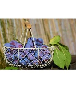 Dehner Pflaume 'The Czar' -Outdoor Living Verkauf plums 1649602 1920